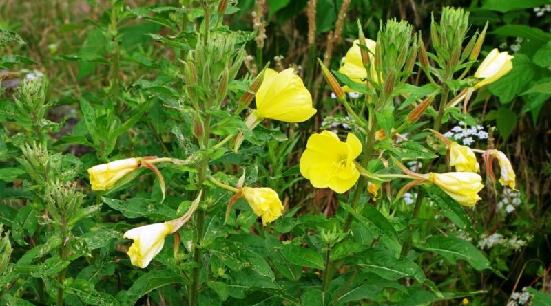 Oenothera biennis