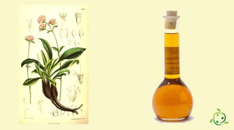 Olio essenziale di Nardo