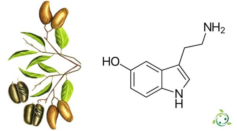 Serotonina