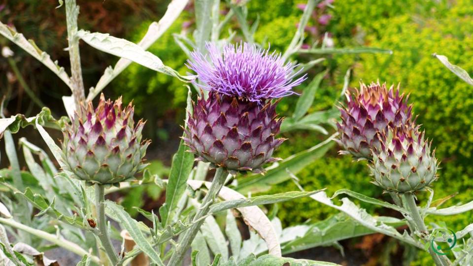 Nutritional Value Of The Thistle Characteristics Properties 14-most-beautiful-types-of-thistle-plants-with-pictures