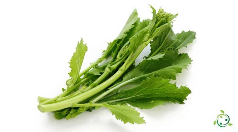 Valore nutrizionale della Cima di rapa