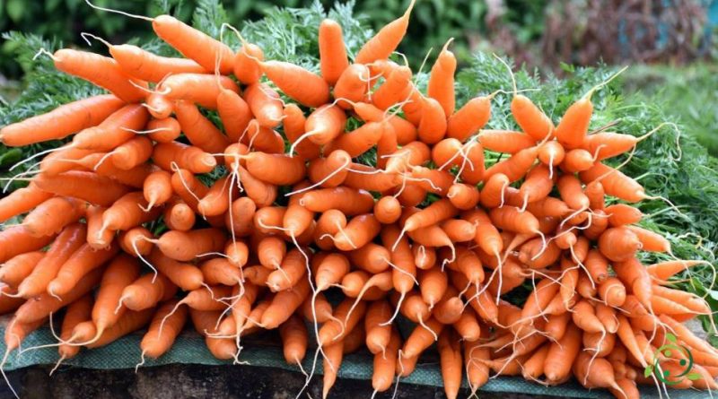 Valore nutrizionale della carota