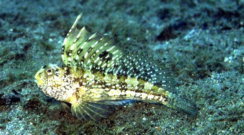 Blennius ocellaris