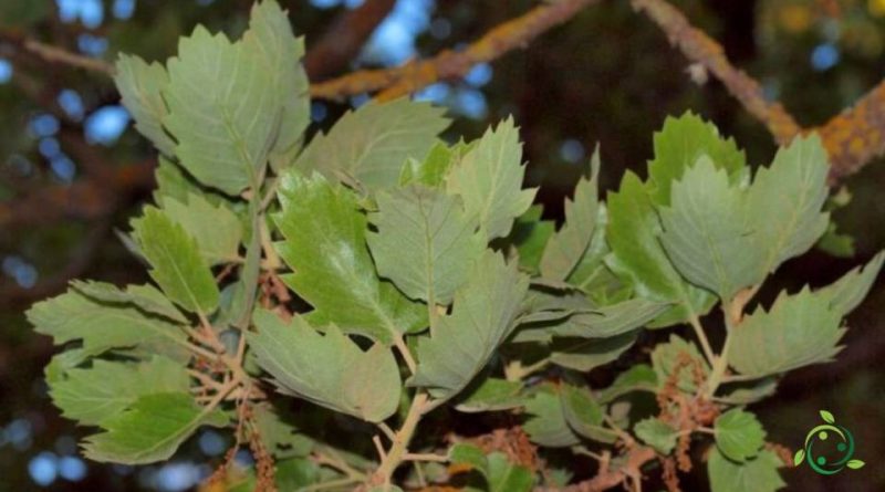 Come si coltiva la Quercia Vallonea