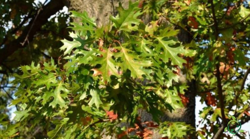 Come si coltiva la Quercia scarlatta