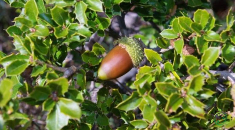 Come si coltiva la Quercia spinosa