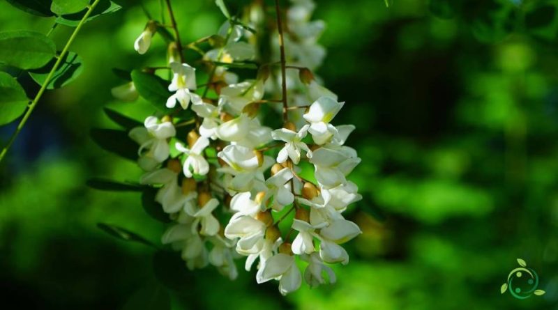 Come si coltiva la Robinia