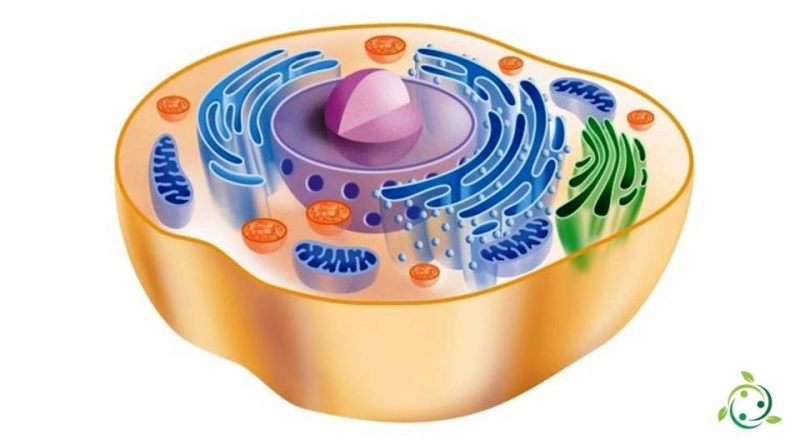 CELLULA EUCARIOTE ANIMALE