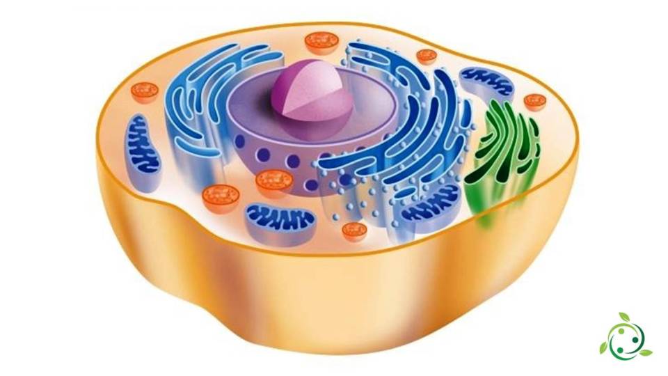 Eukaryote definition, meaning, biological characteristics