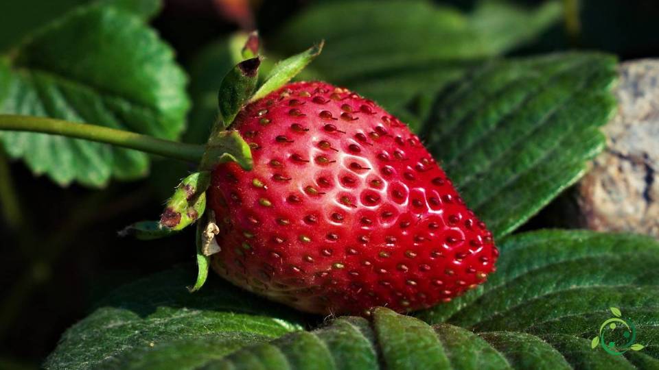 False fruit definition, meaning, structure, training