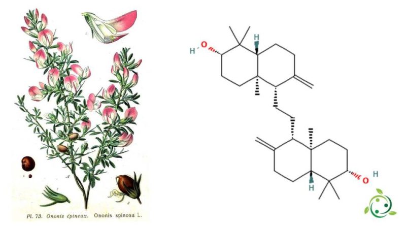 Onocerina