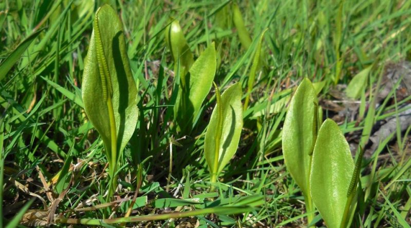 Ophioglossum vulgatum