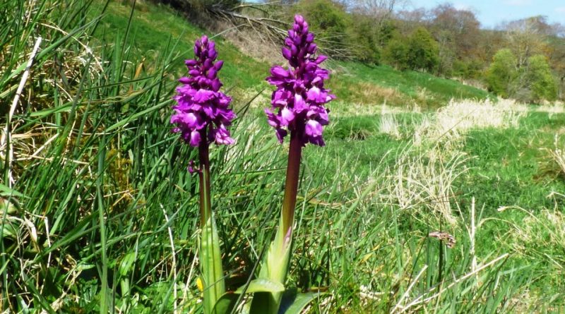 Orchis mascula