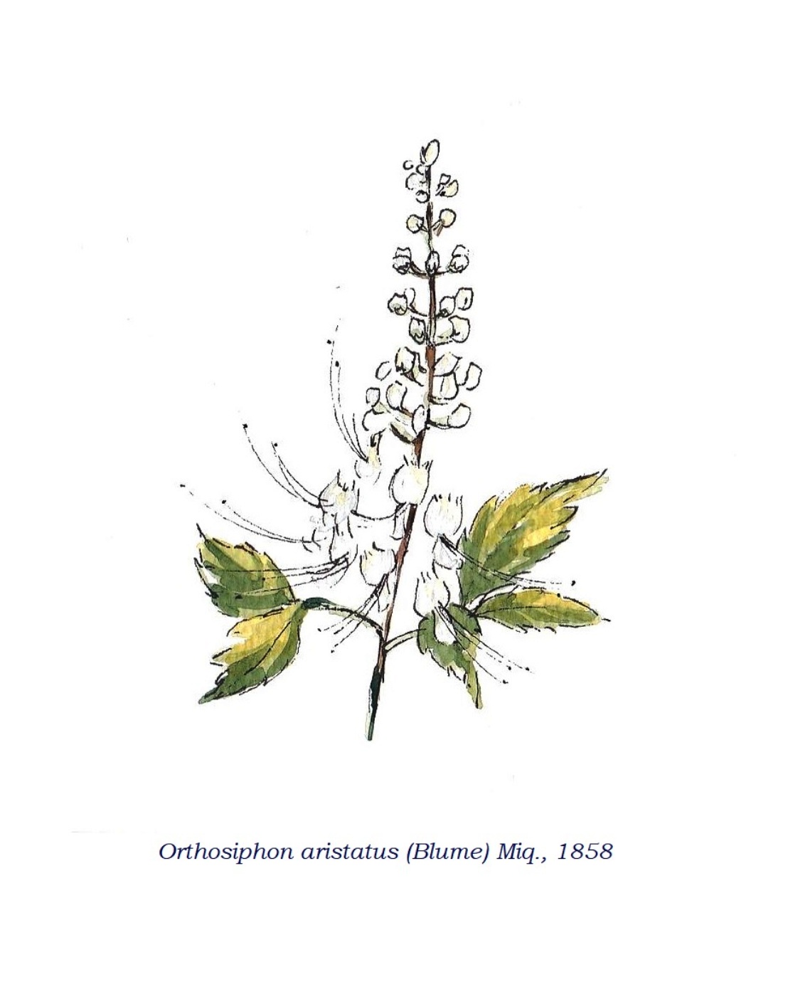 Orthosiphon aristatus: Sistemática, Hábitat, Cultivo