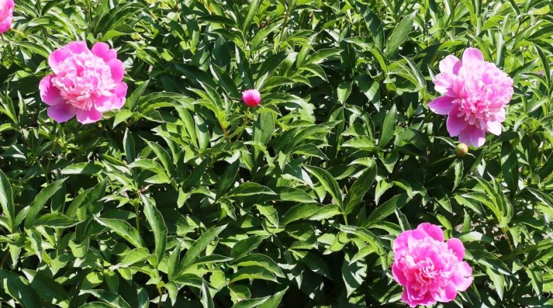 Paeonia lactiflora アレドクラシック イタリア製 Paeonia lactiflora