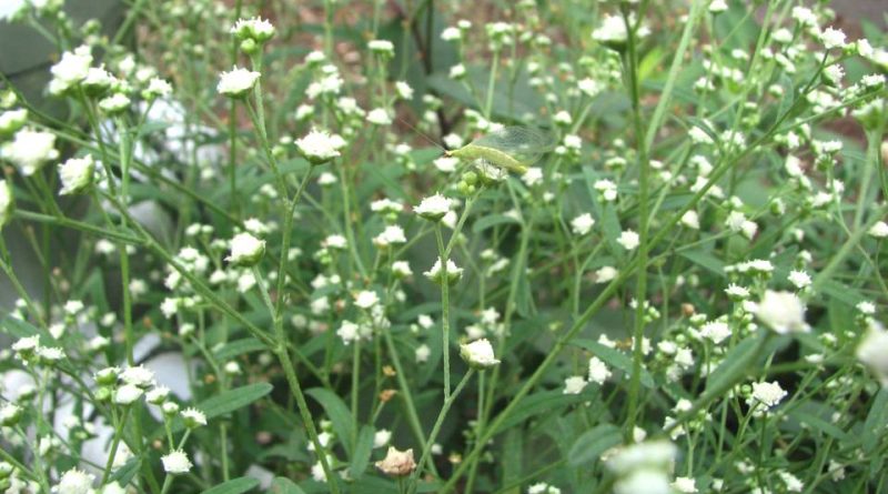 Parthenium hysterophorus