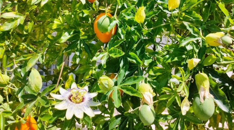 Native Passion Fruit (Passiflora Incarnata): How To Grow, Forage, & Eat -  Tyrant Farms