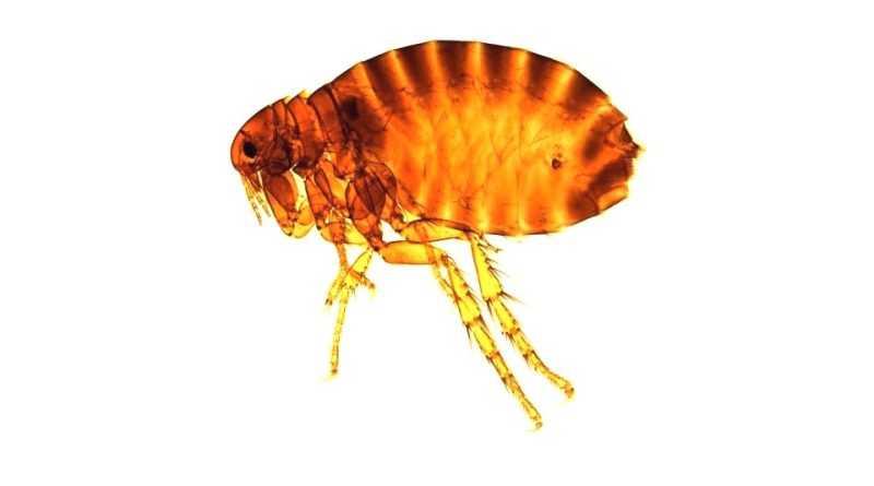 Pulex irritans