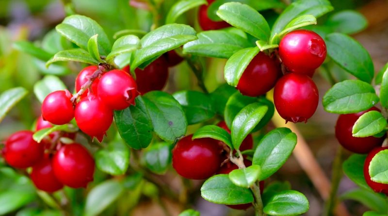 その他 Arabia Botanica 41 Vaccinium oxycoccos ARABIA Botanica 