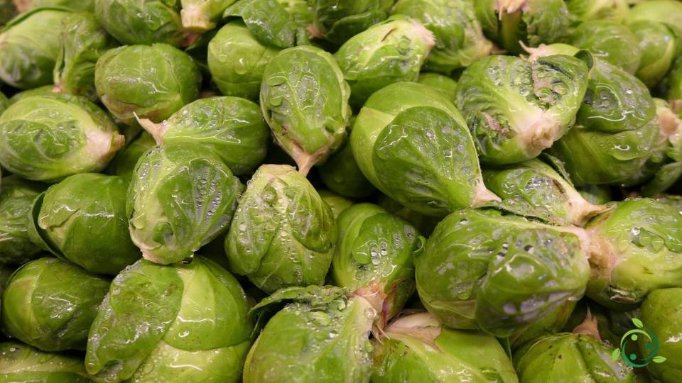 Nutritional value of Brussels sprouts Characteristics