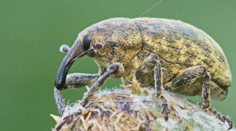 Larinus cynarae