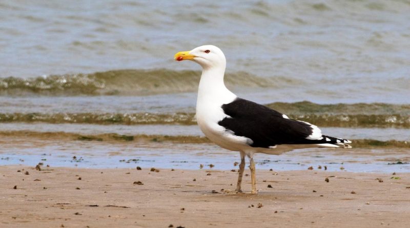 Larus marinus