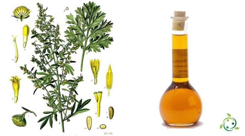 Olio essenziale di Artemisia