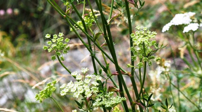 Oreoselinum nigrum