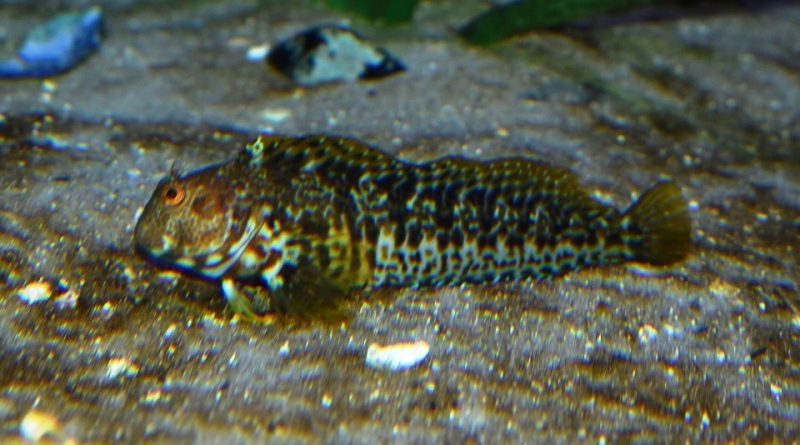 Parablennius sanguinolentus