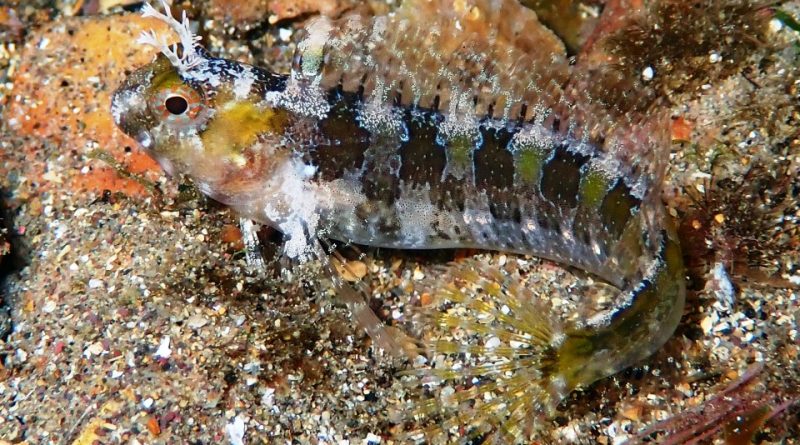 Parablennius tentacularis Systematics, Habitat, Biology, Ecology