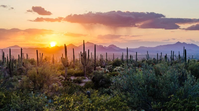 Parco nazionale dei Saguaro