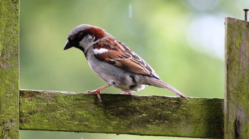 Passer domesticus