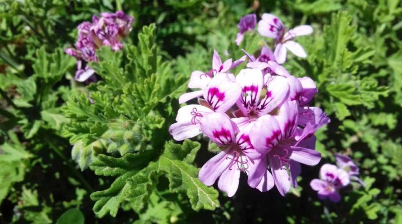 Pelargonium graveolens