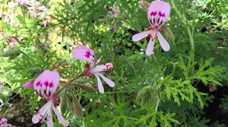 Pelargonium radens