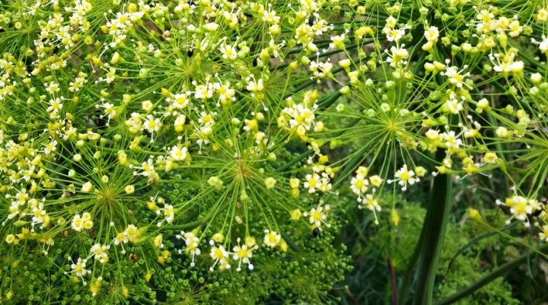 Peucedanum officinale