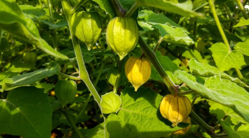 Physalis peruviana