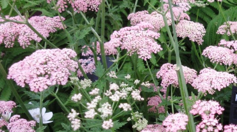 Pimpinella major