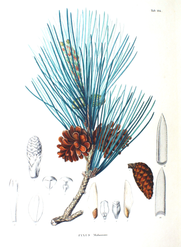 Pinus massoniana Systematics, Etymology, Habitat, Cultivation