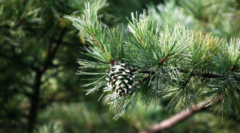 Pinus koraiensis