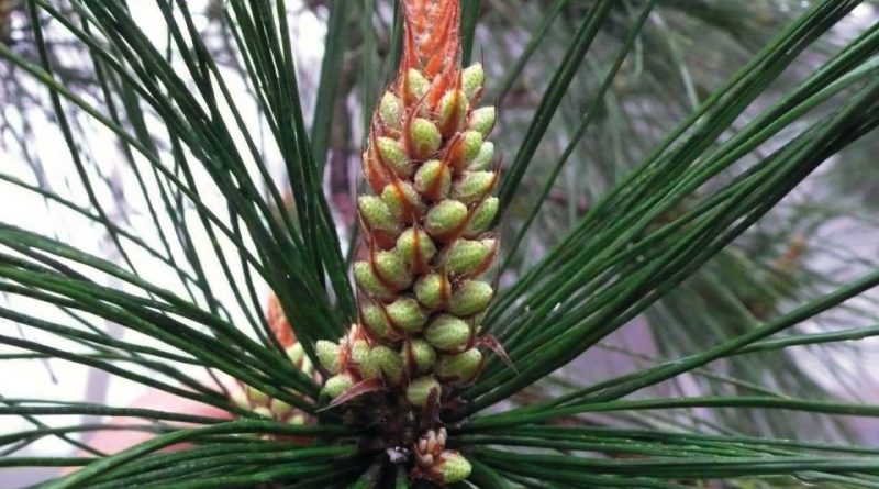 Pinus massoniana