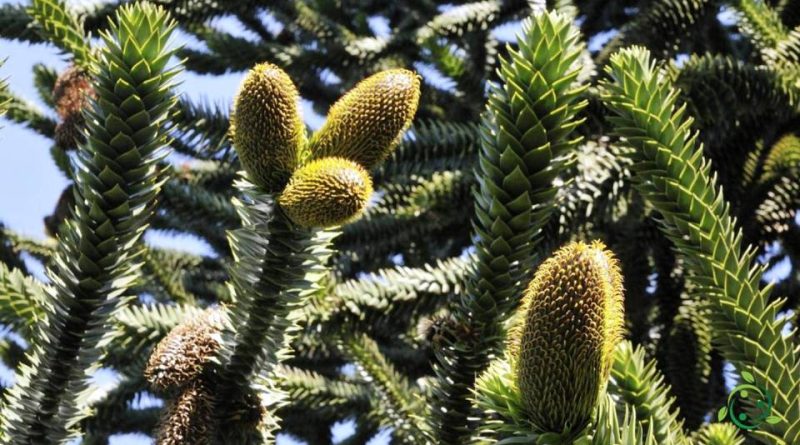 Riproduzione della Araucaria del Cile