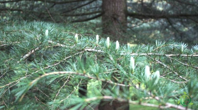 Riproduzione del Cedro dell'Himalaya