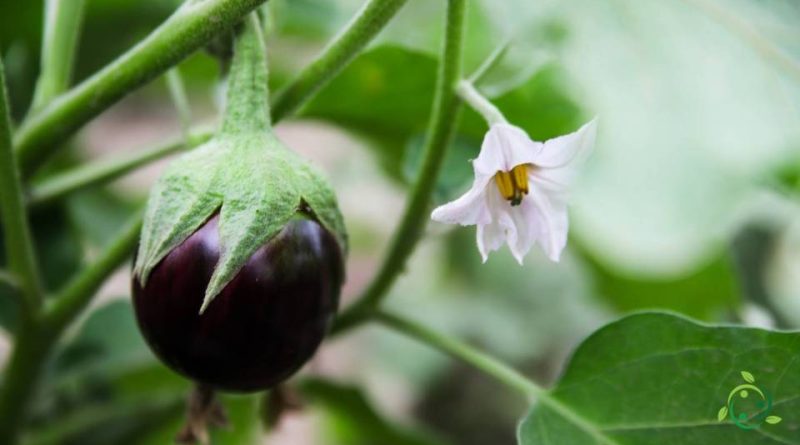 Valore nutrizionale del la Melanzana