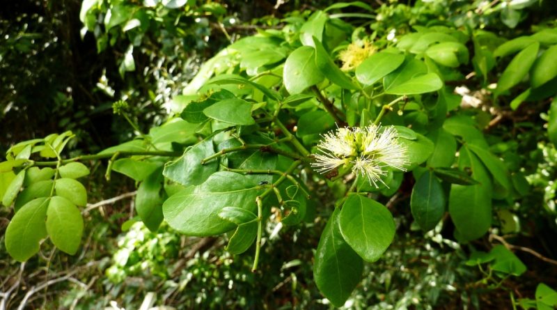 Abarema cochliocarpos