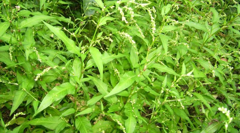 Persicaria hydropiper