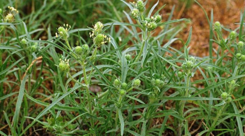 Plantago indica