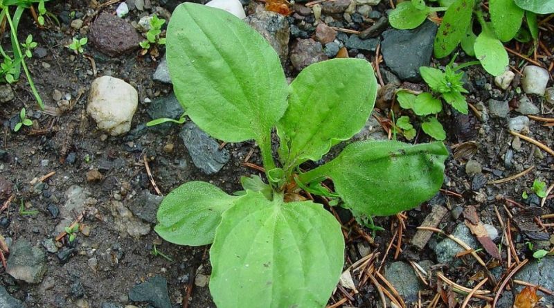 Plantago major