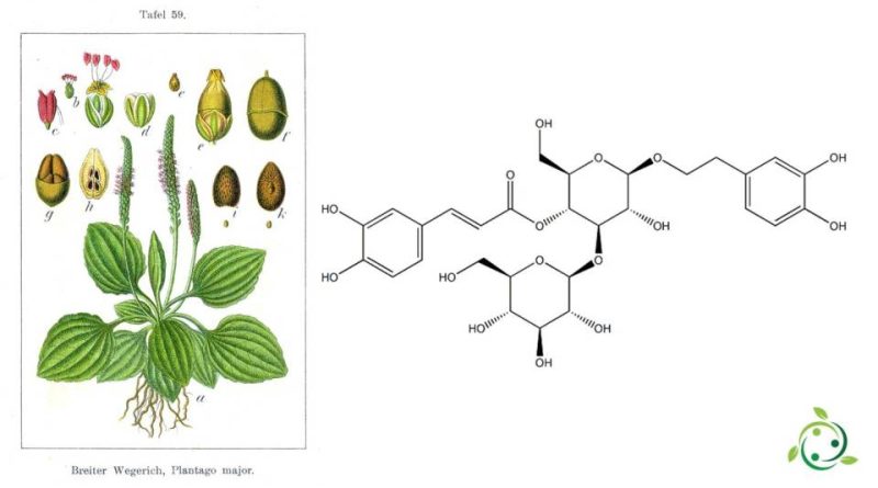 Plantamajoside