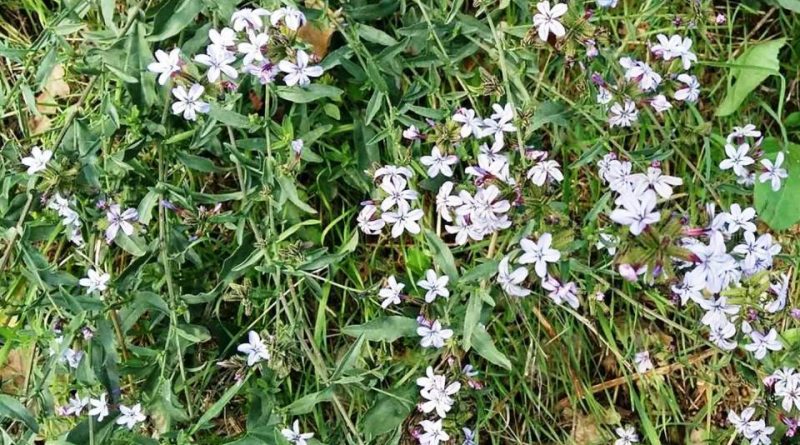 Plumbago europaea