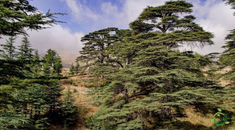 Riproduzione del Cedro del Libano
